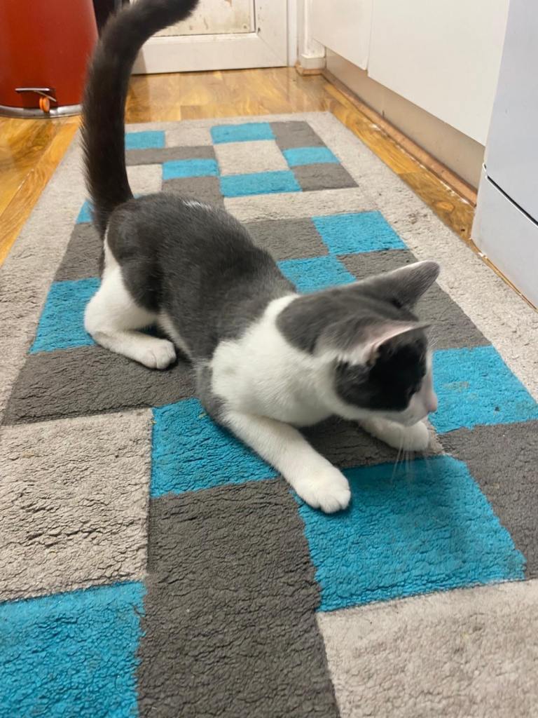 Lovely grey and white cat looking for a new home