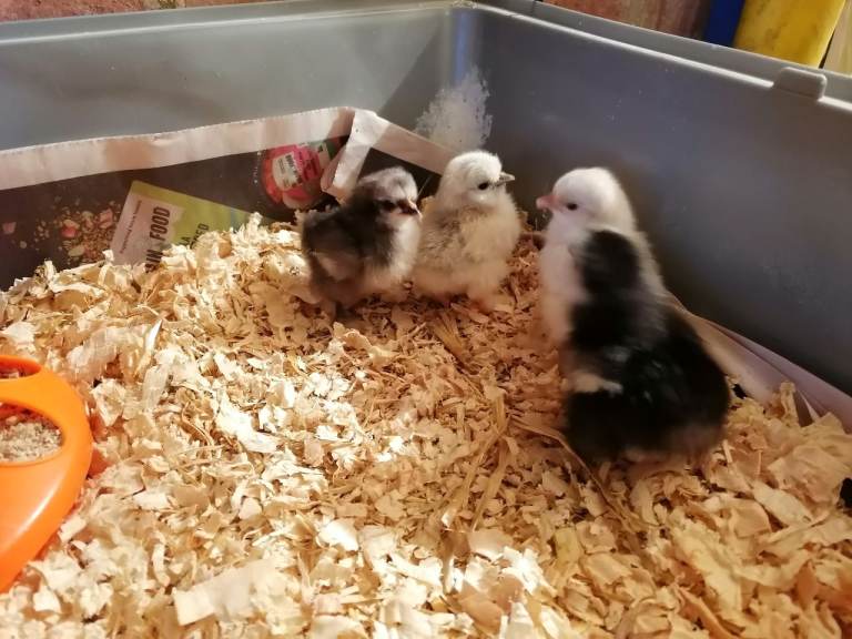 CHICK/CHICKEN