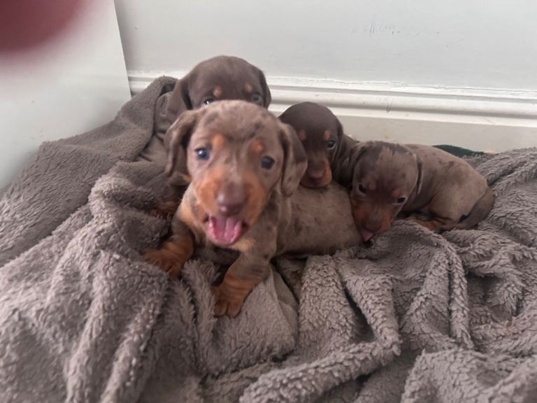 Dachshund puppies 🐶🐾