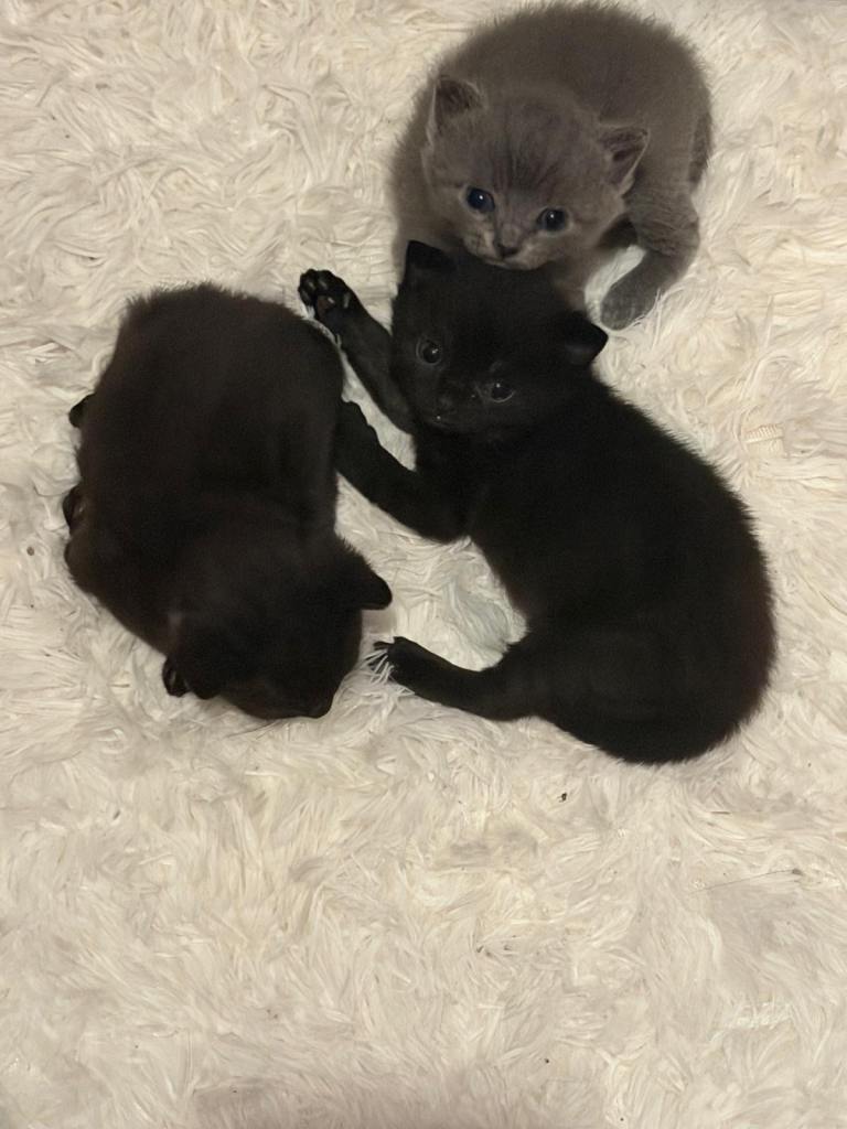 3 beautiful kittens