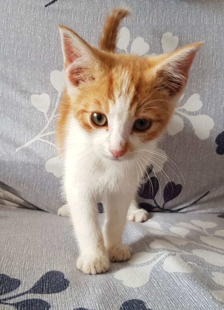 Female & Male Kittens - Ready for the Forever Homes - Super Friendly - Great with Kids £100 each 