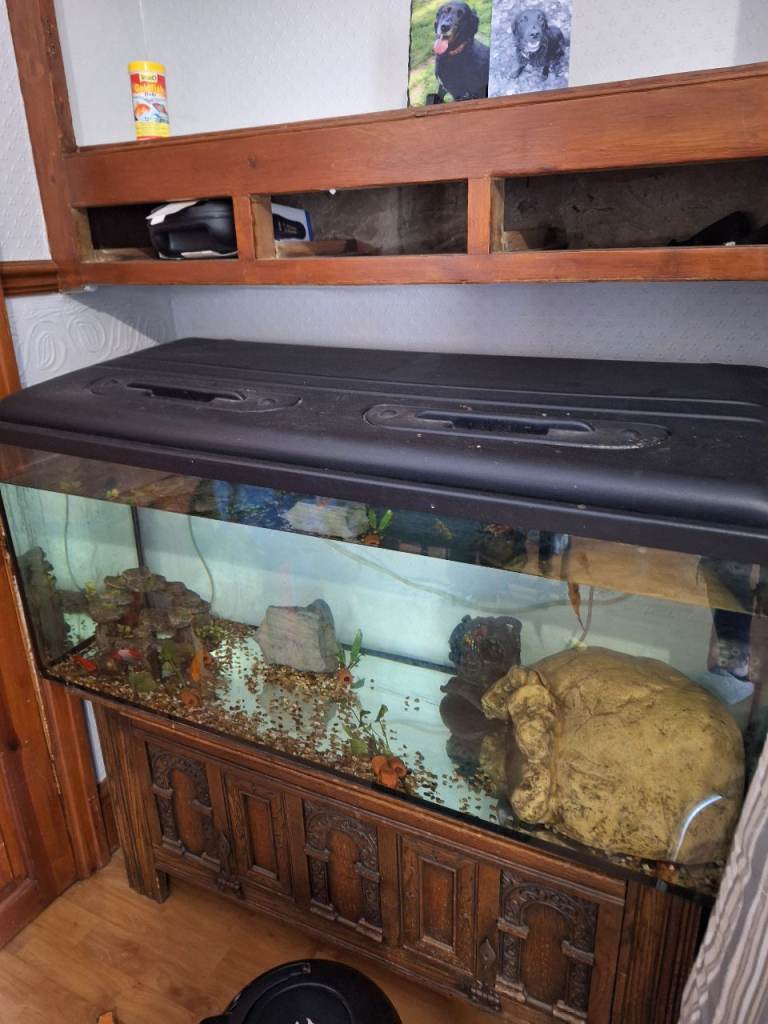 Fish tank and fish