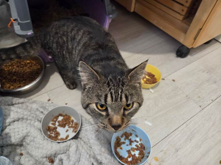 Urgent cats need rehoming today 