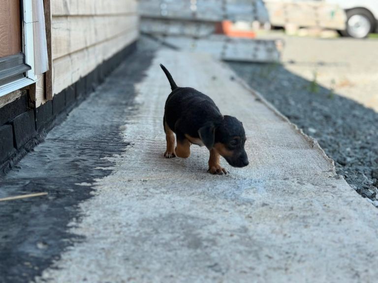 Patterdale mixed Jack Russell puppies