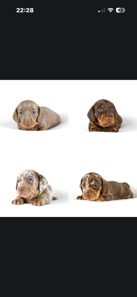 Miniature dachshunds 
