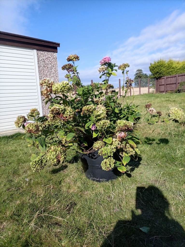 Large potted hydrangea 