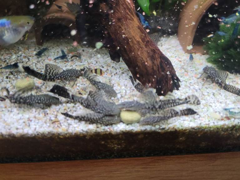Long Finn Bristle nose Pleco's