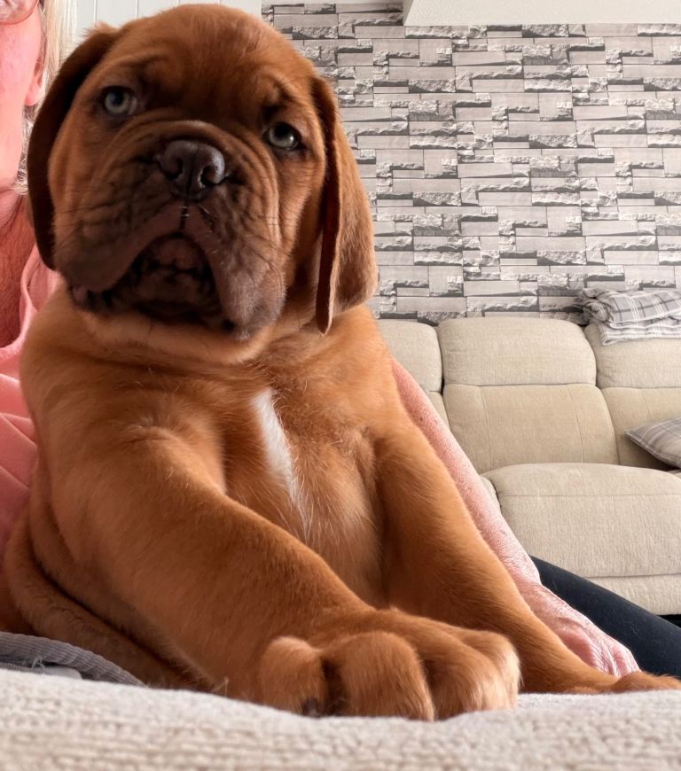 Dogue de Bordeaux for sale