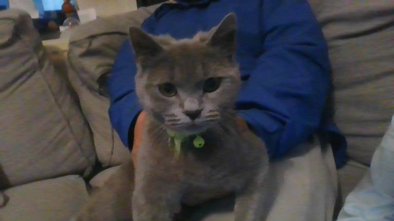 BRITISH SHORTHAIR FOR SALE