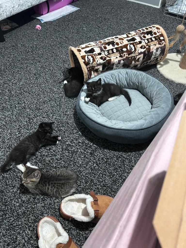 British short haired kittens