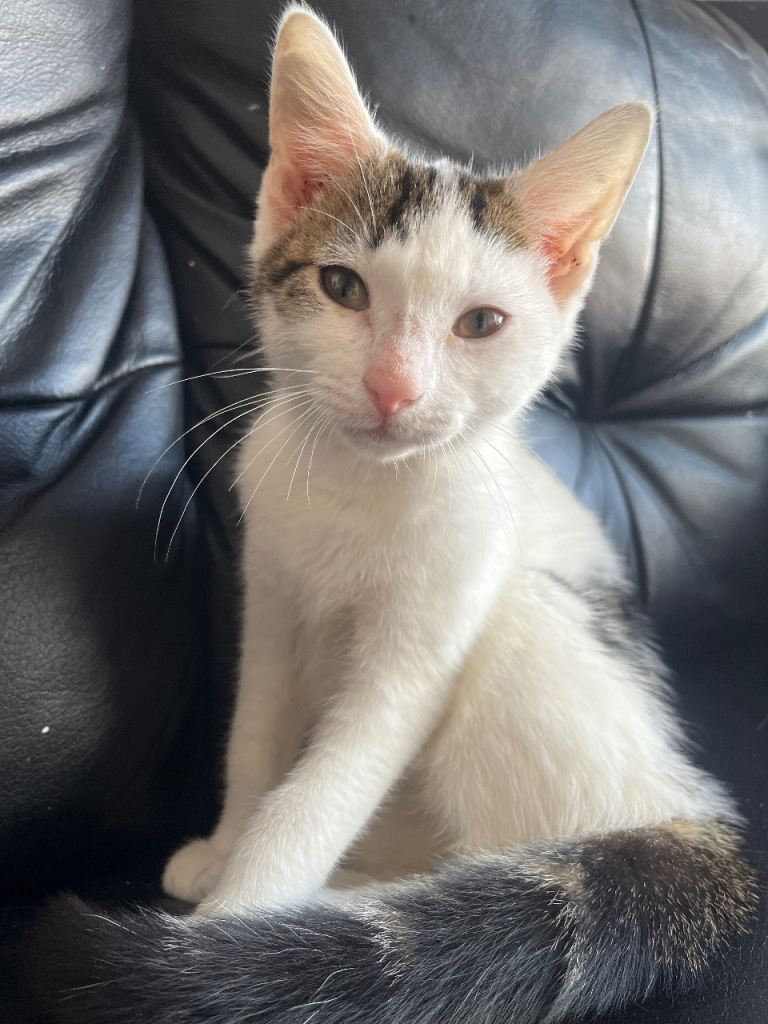 Kitten for Sale