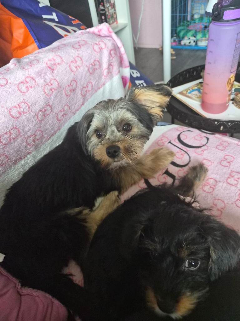 Yorkshire terrier girl 