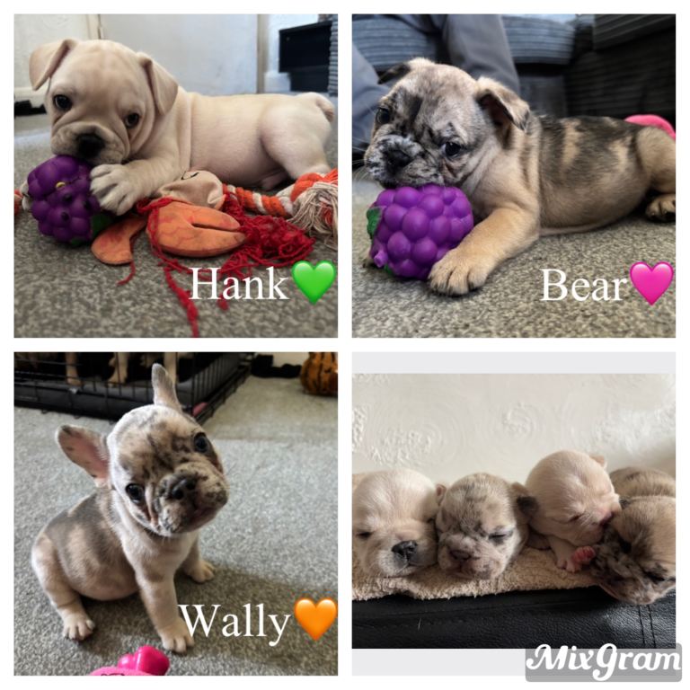 frenchies ready now❤️