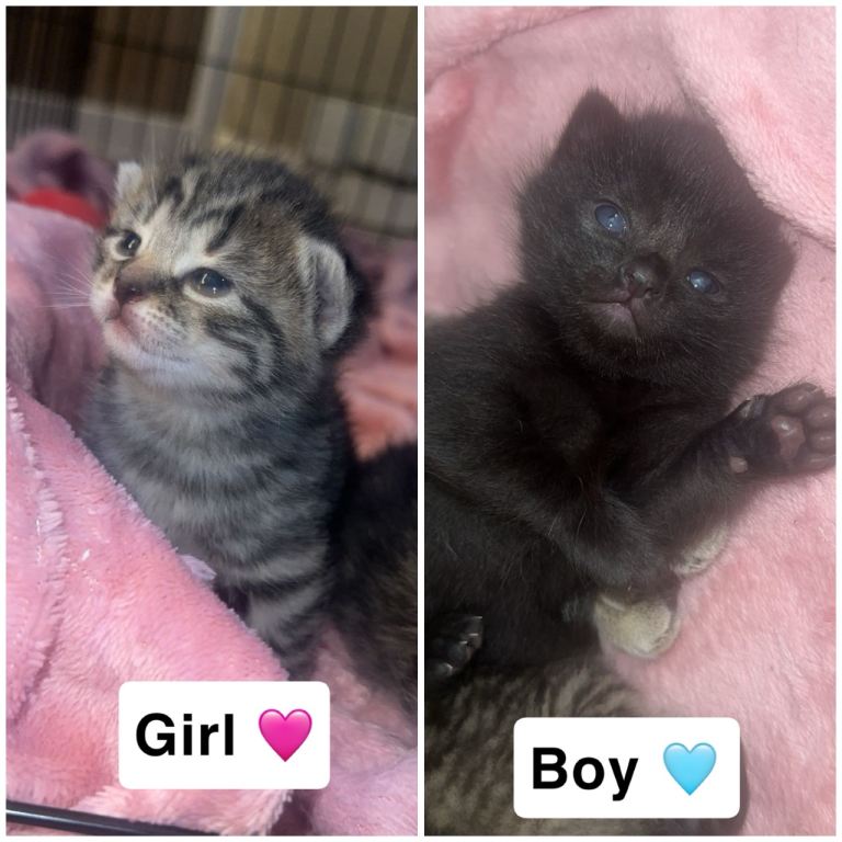 Mix litter of beautiful kittens