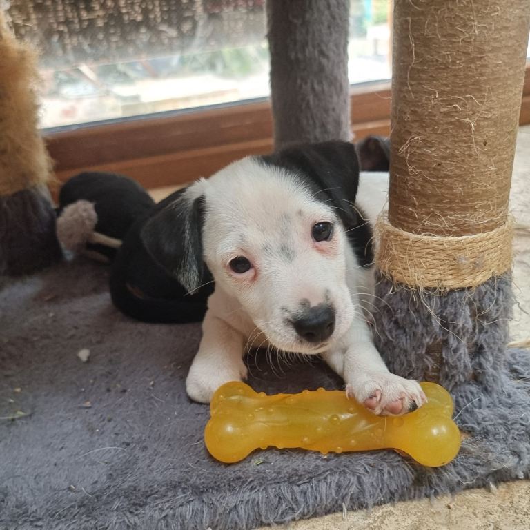 jack russel puppys