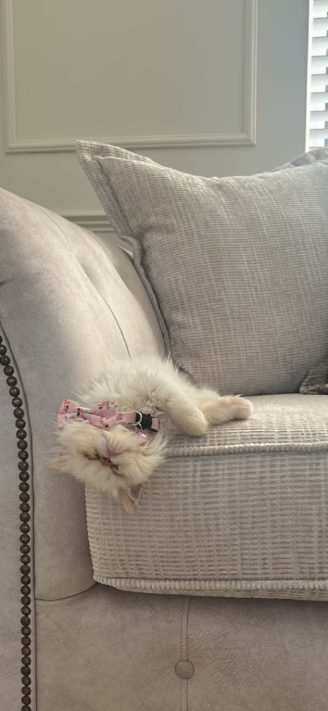 flame point blue eyed girl persian 