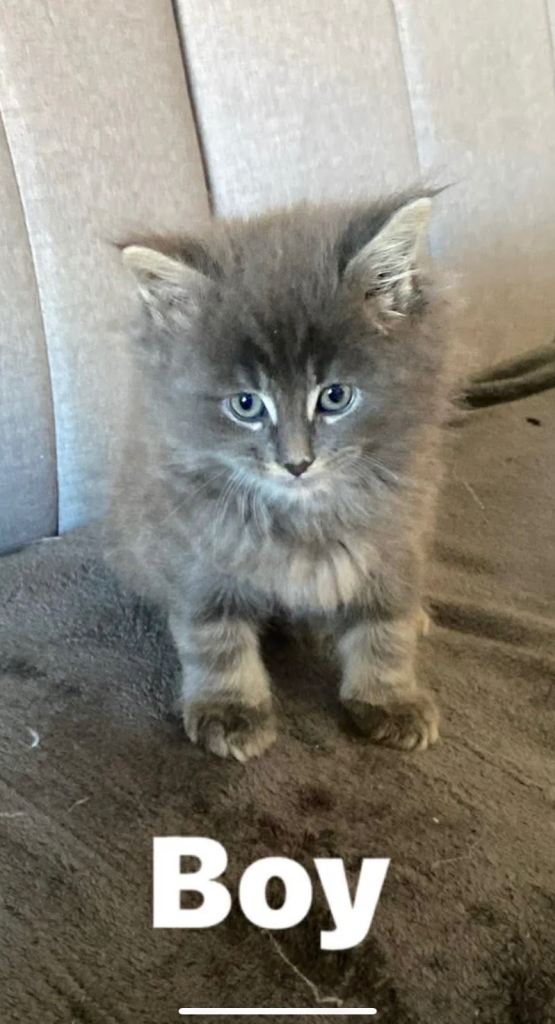 Mainecoon cross kitten 