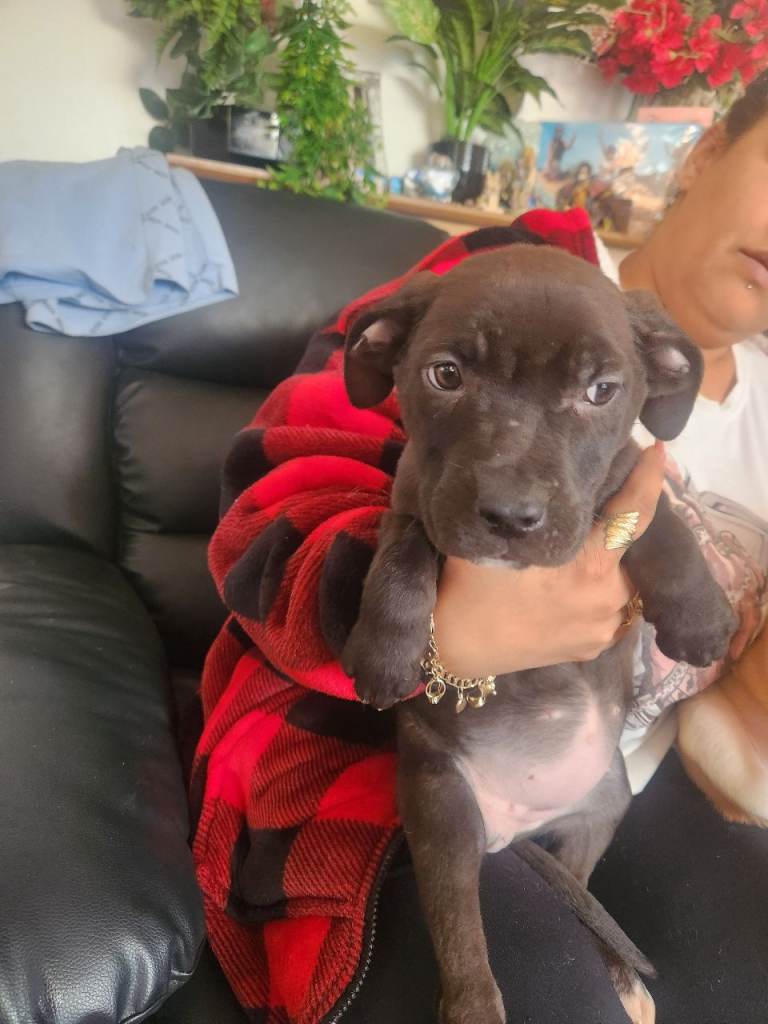 Staffordshire bull terier