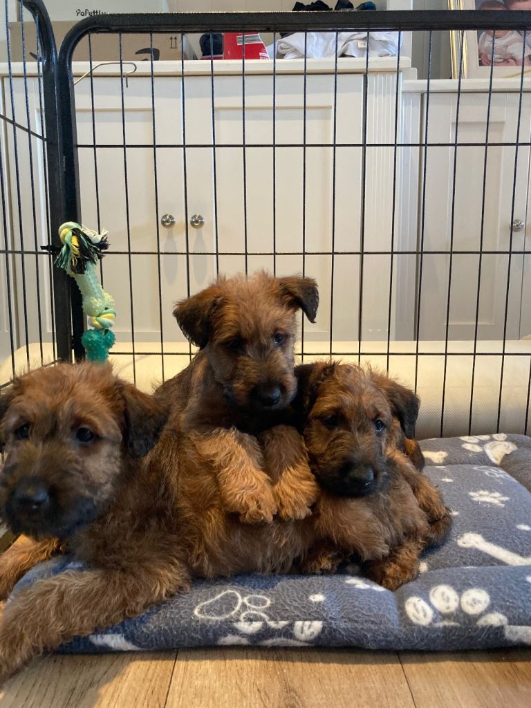 Irish terrier puppys 