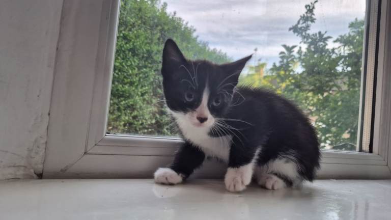 5 Beautiful kittens ready for their forever home 🏡 