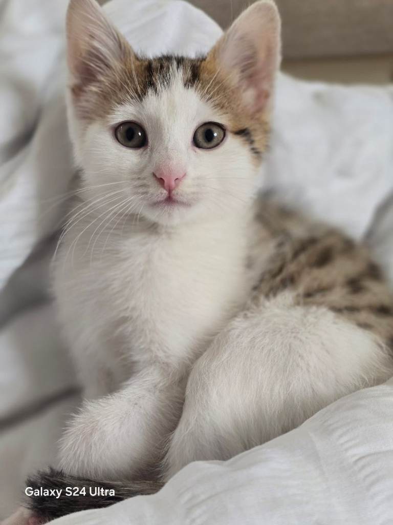 Cute kittens 😸 