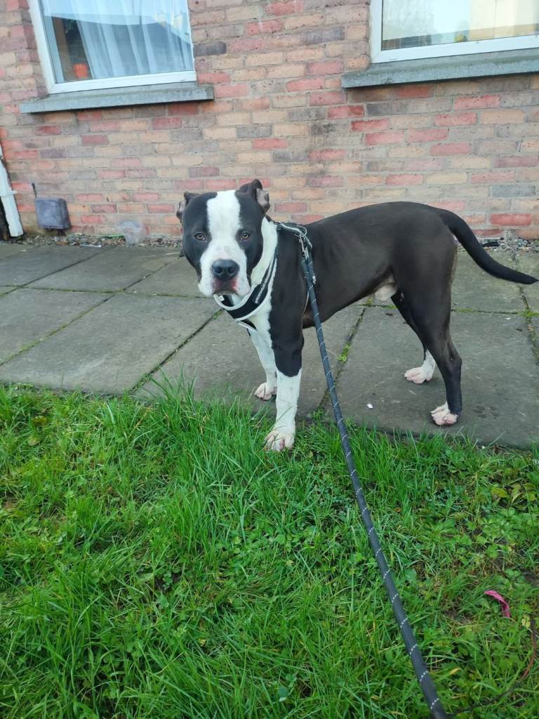 Staffordshire terier 