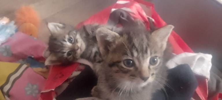 2 beautiful kittens