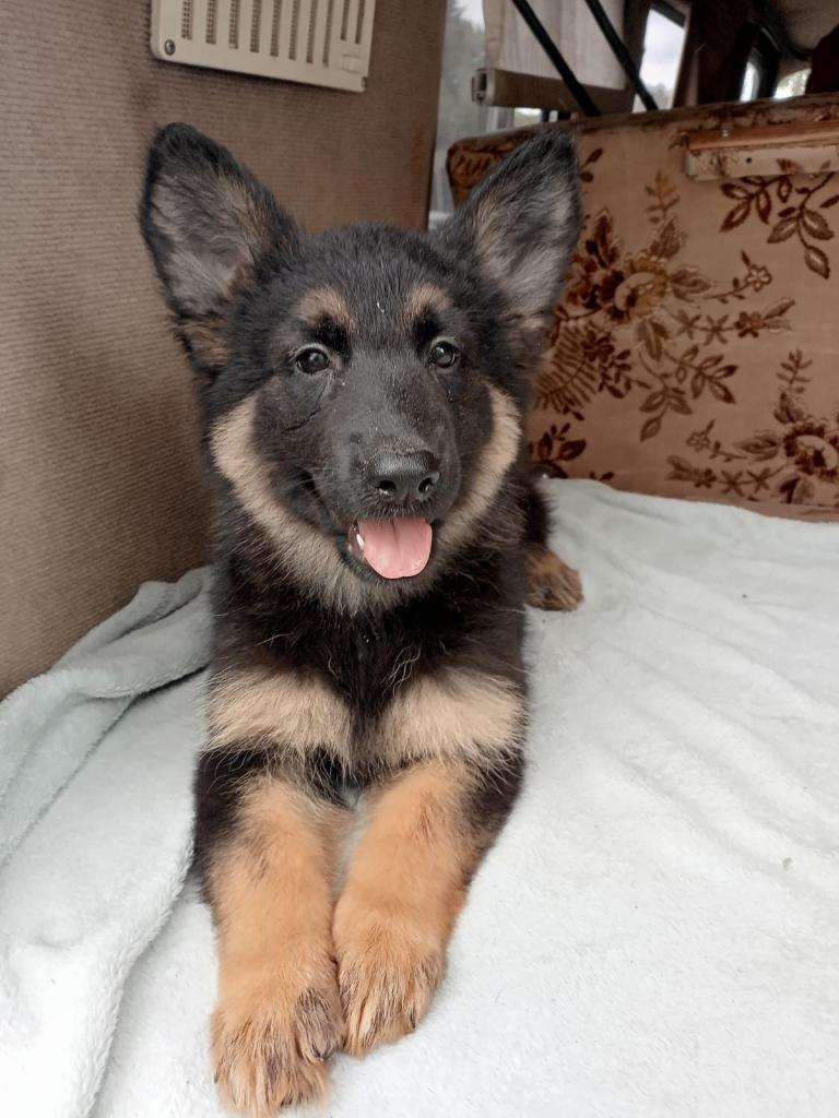 Belgium Malinois x German Shepard puppies 