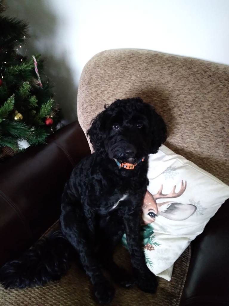 Male cockapoo 1year old 