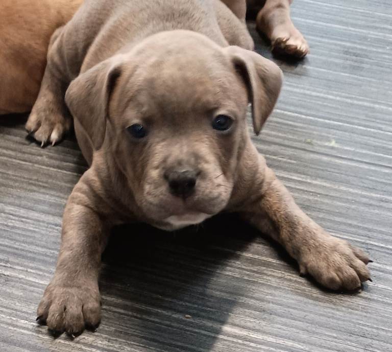 Staff x pocket bully 