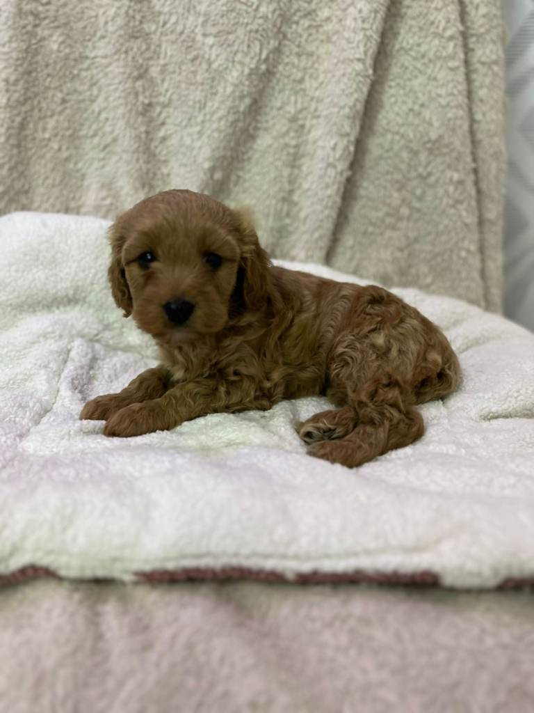 Cavapoo puppy