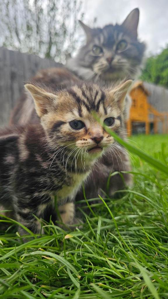 Mixed breed kitten 