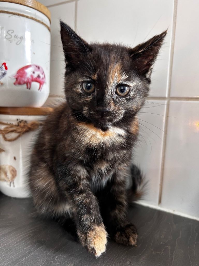 2 female kittens