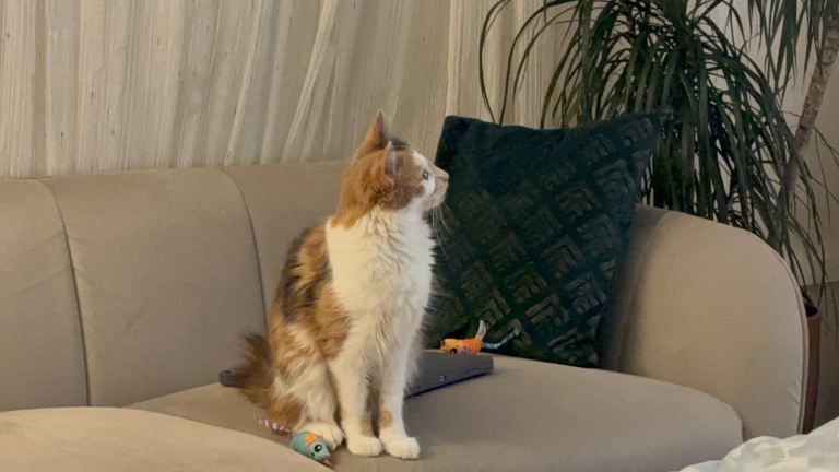 Beige-calico female cat