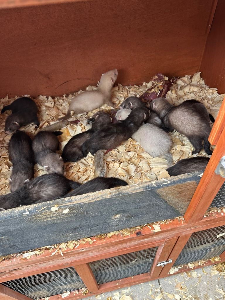 Ferrets