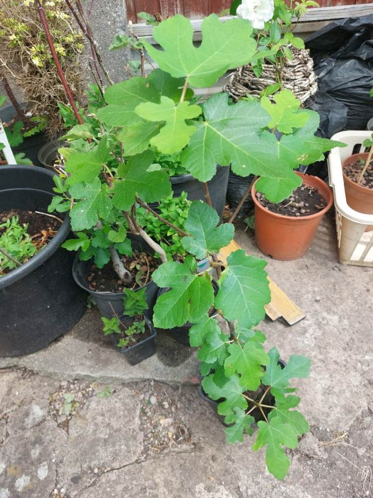 Beautiful Fig tree