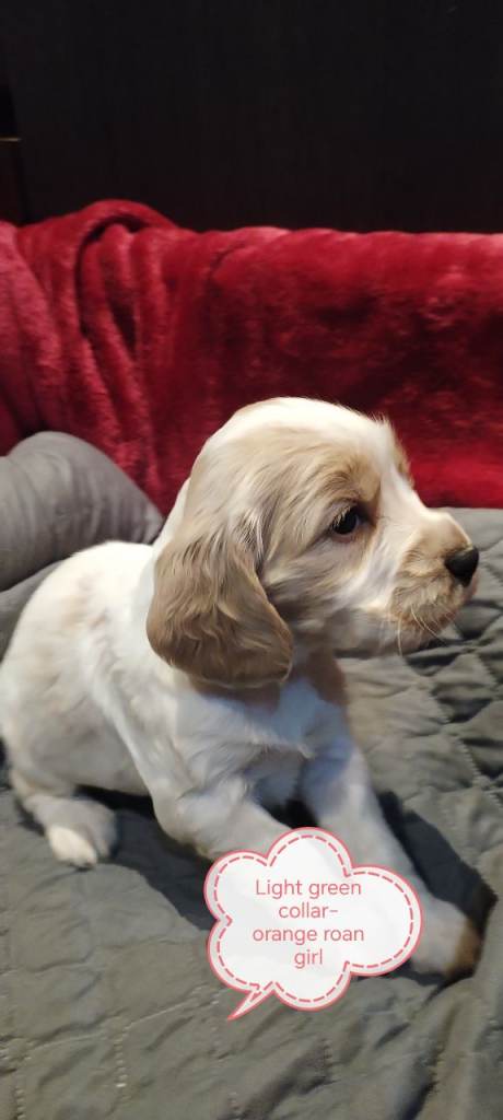 Stunning Kc reg cocker spaniel pups for sale - golden and orange roan
