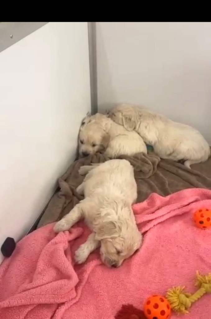 Beautiful    Golden Retriever puppies 