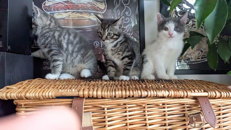 Kittens