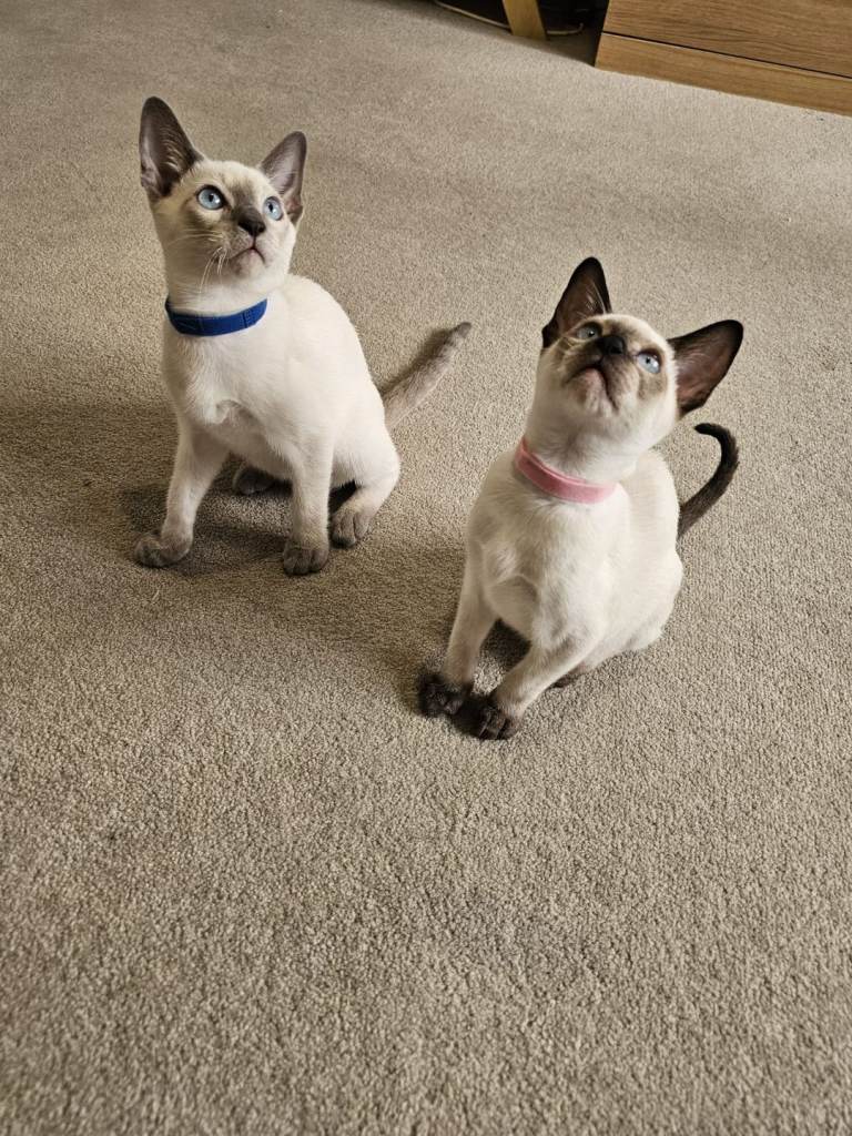 Adorable siamese kittens