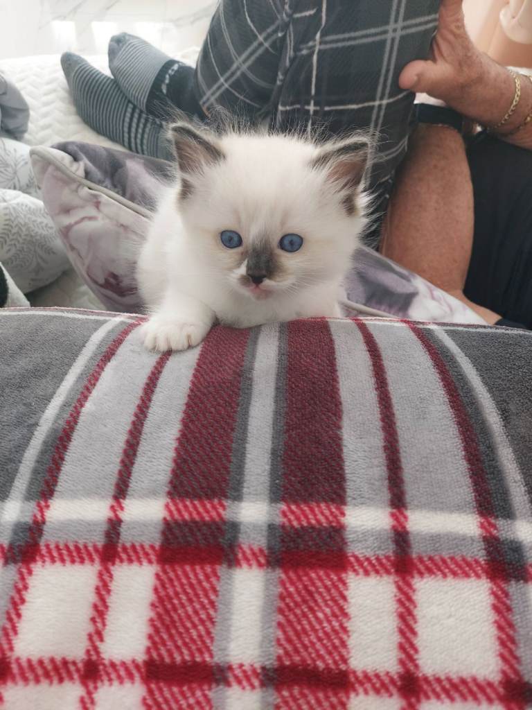Ragdoll kittens for sale