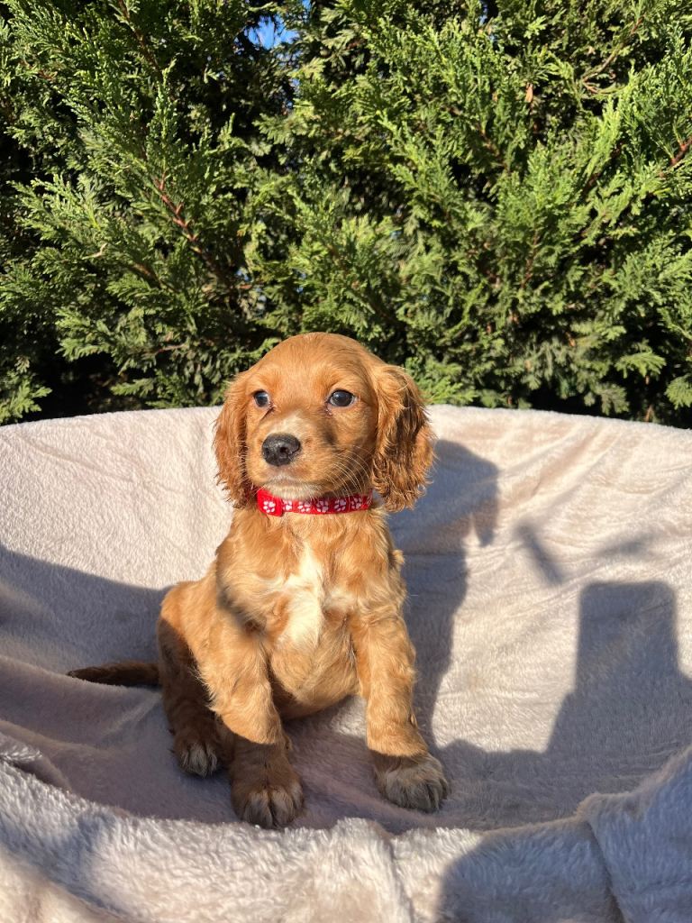 Three beautiful boy cocker spaniels remaining 