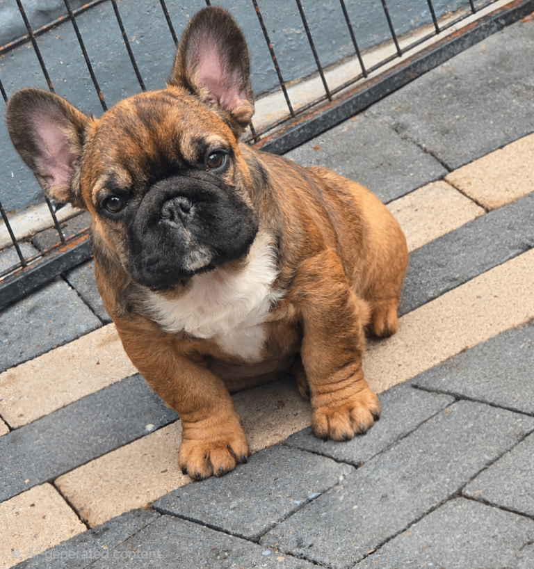 Kc reg fluffy french bulldog puppys 