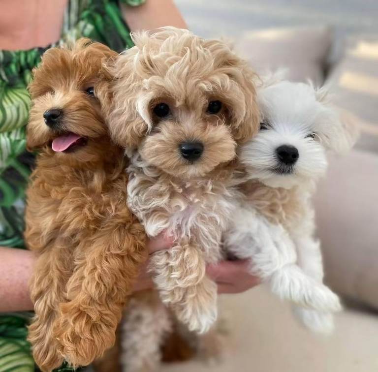Maltipoo Puppies – 12 Weeks Old 