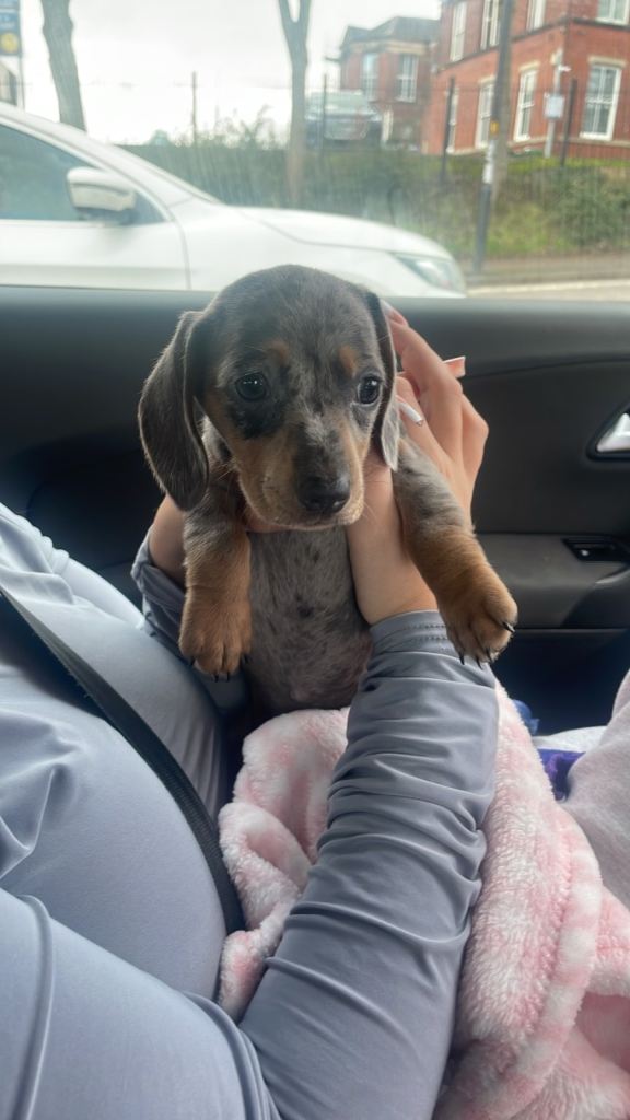 image for Blue dapple miniature dachshund girl