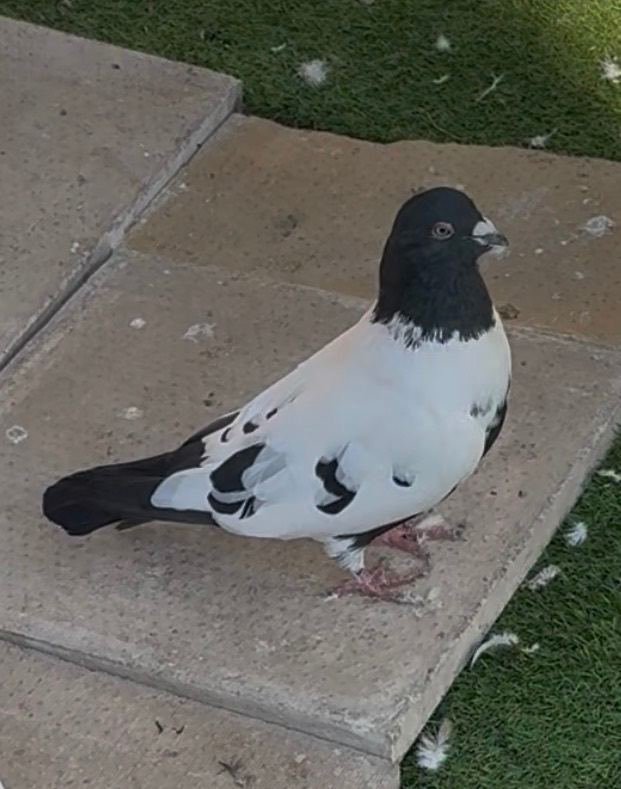 Afghan pigeons 