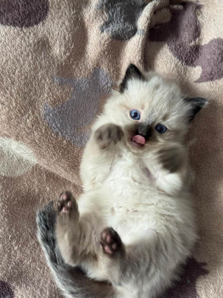 PURE BREED RAGDOLL KITTEN ALL BEEN RESERVED