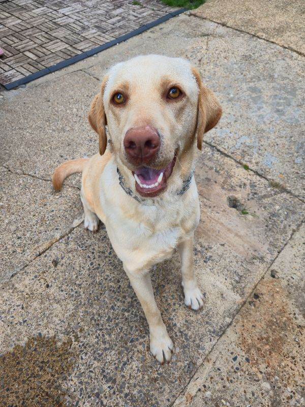 Rehome for 2yrs Labrador 