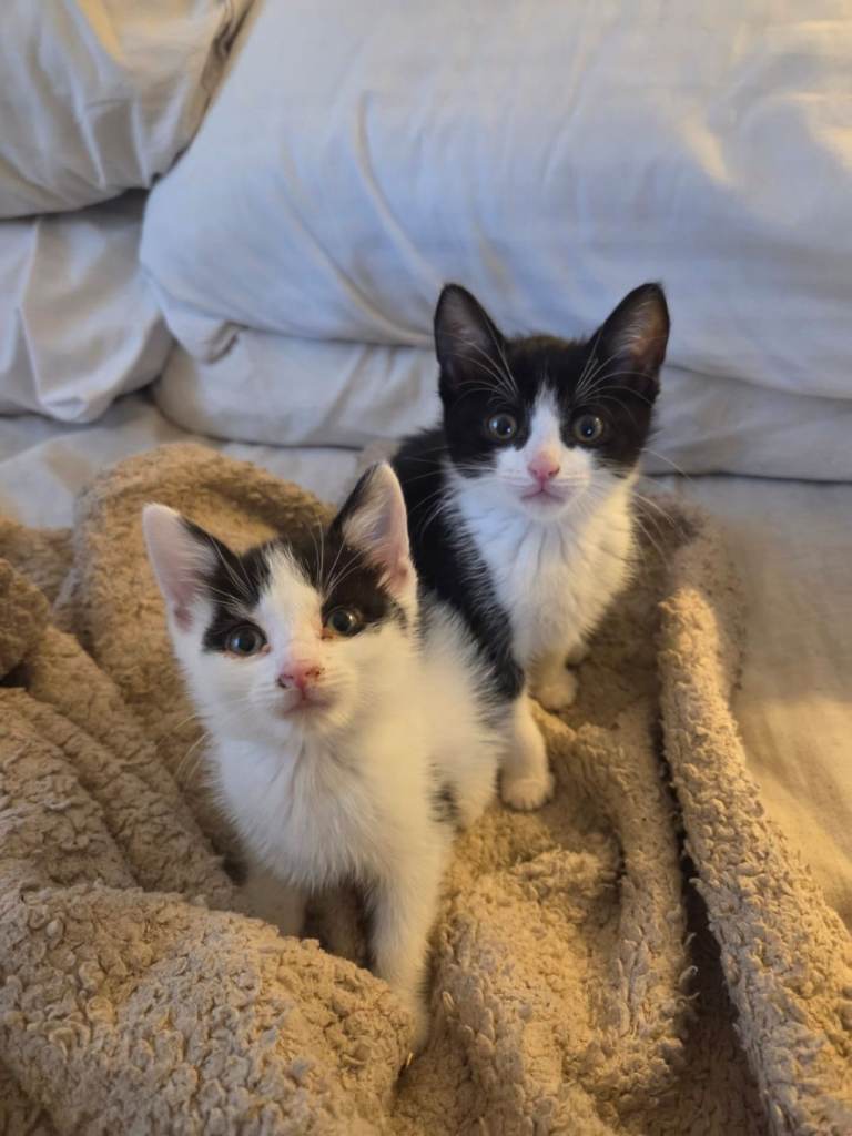 Beautiful kittens ready 