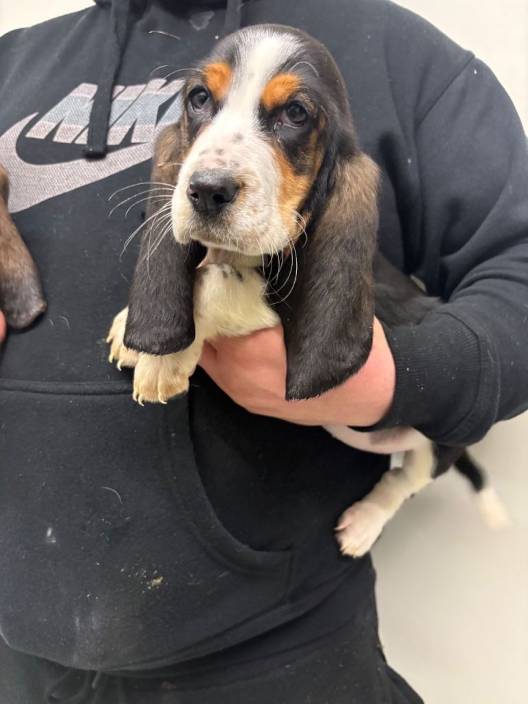 Basset hound puppy’s 